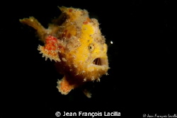 Small Frog fish Canon EOS 5 mark 2 ikelite housing 100 mm... by Jean François Lacilla 